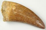 Serrated, Carcharodontosaurus Tooth - Very Thick Tooth #201291-1